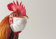 查獲非法禽流感疫苗 防檢署:業者勿觸法 (圖/示意圖)