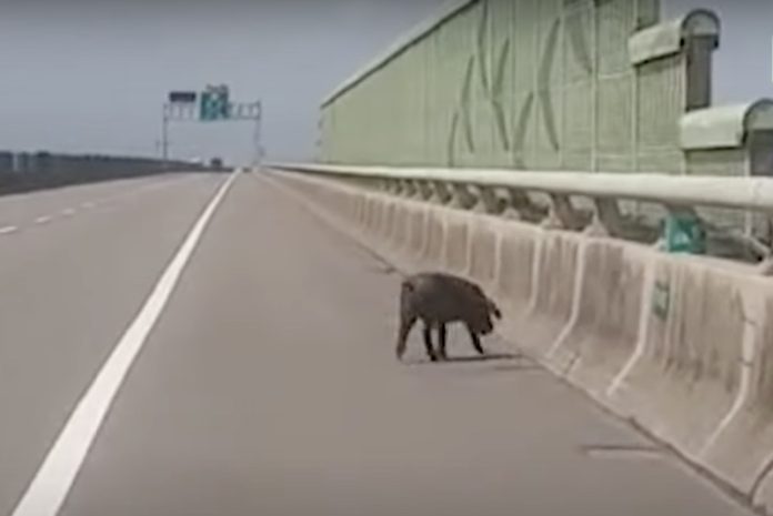 023 (圖/翻攝youtube)