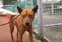 浪浪車禍躲草叢 復原等一個家 (圖/動保處)