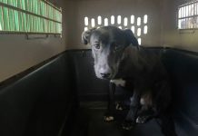 八里飼主惡意棄養2次 重罰18萬 (圖/新北市動保處)