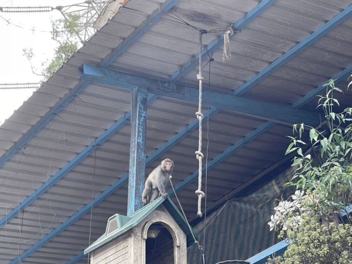 025 (圖/新北市動保處)