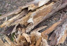 雷雨炸路樹傾倒礙通行 警速排除維行安