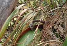 近期蛇出沒頻繁 動保處籲儲水桶加蓋 (圖/動物保護防疫處)