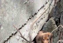 土耳其擬撲殺浪犬 引發民意反對 (圖/流浪動物義工 fb)