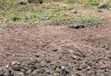 苗栗驚見「馬陸大遷徙」網友:大地震預兆?! (圖/取自我是頭份人臉書)