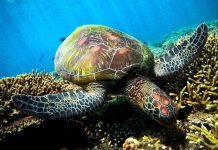 遊客踩踏珊瑚礁及破壞潮間帶 陳光復與七美鄉民同聲嚴厲譴責