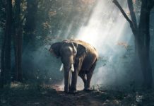 世界環境日步履蹣跚 森林慘遭破壞威脅全球生態