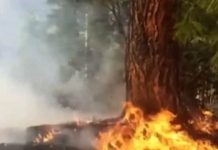 塔利班請求中國伸出援手 協助控制阿富汗努里斯坦省森林火災