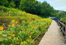 樟樹步道「萬陽齊放」! 向日葵花海9月登場