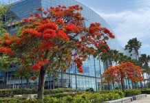 灼灼其華鳳凰木豔冠群芳「雄」蓋讚 圖片取材自高雄市工務局