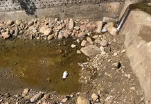 泰山驚見麝香豬屍體 新北動保處:最重可罰100萬 泰山驚見麝香豬屍體 新北動保處:最重可罰100萬