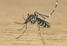 中市新增3例登革熱NS1陽性個案 呼籲落實防蚊措施 (圖/示意圖)