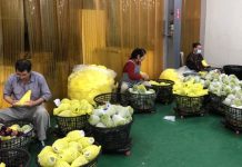 臺東鳳梨釋迦品質認證輔導課程 即日起開放報名