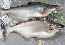 巴沙魚之毒?餐酒館老闆狂勸「千萬別吃」 (圖/翻攝臉書畫面)