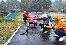 最壞示範!山友目擊遊客餵食黃喉貂 生態保護觀念刻不容緩 (圖/取自太平山國家森林遊樂區臉書)