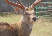 龍井梅花鹿捕捉後行蹤成謎 中市農業局:業者涉隱匿 已移送法辦 (圖/取自台中市政府農業局)