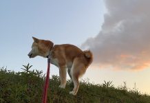 阿柴大解放「屁股巨煙沖天」 (圖/翻攝推特@O3mtY3AYytd1wzu)