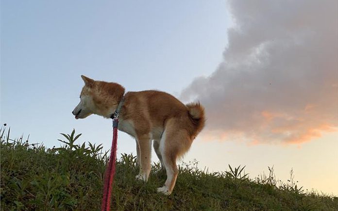 1115-12 (圖/翻攝推特@O3mtY3AYytd1wzu)