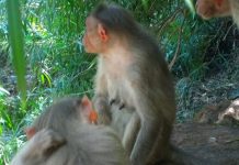 「決戰猩球」農損嚴重跨部會研議驅猴 (圖/示意圖)