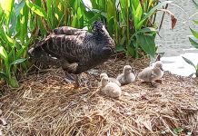 中市秋紅谷喜獲麟「鵝」! 市府籲民眾愛護勿擾 (圖/台中市政府建設局)