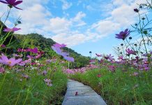百花齊放燦爛奪目 山水綠生態公園初冬賞花趣 (圖/臺北市政府環境保護局)