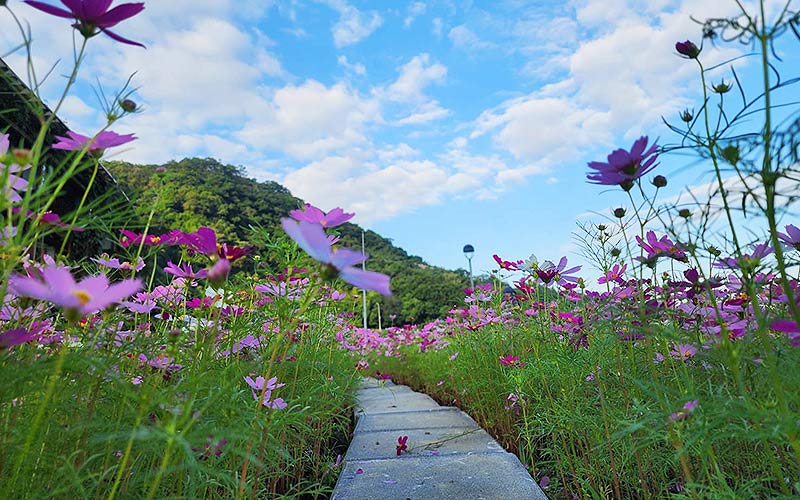 百花齊放燦爛奪目 山水綠生態公園初冬賞花趣