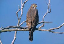 觀音山賞鷹當紅 觀光局推動生態旅遊