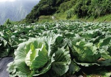 全球首例 國家公園轉作有機農業成功