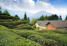 絲綢之路 神秘之茶 陝西官茶六百年揭密