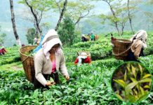 顛覆全發酵茶概念 印度大吉嶺來的頂級紅茶
