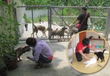 台灣照顧生命協會 不只守護,更提升 流浪動物的生命價值