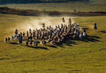 壩上之旅 內蒙古(上)