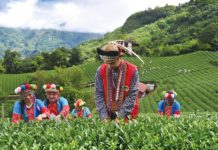 找茶與寫茶之路 八十萬里茶和瀹 戲說六大茶類