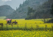 花現雲南(下) 走訪東方大花園 羅平