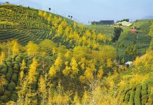 茶香 美食與岩砂壺共舞 鐘向吉 打造 銀杏森林 人間勝境