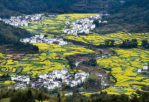 花非花 婺非霧 油菜遍地黃 婺源
