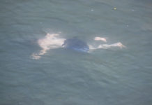 以命換命! 謝沅瑾談恐怖抓交替