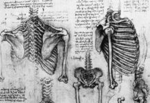 吃維骨力可預防骨質疏鬆?