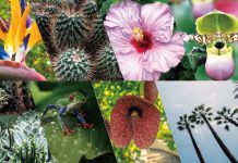 臺植物保種中心 物種數量世界第一