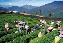 梨山紅烏龍、紅水烏龍 虹蘊烏龍之辨