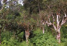 又見千年古茶樹上的螃蟹腳