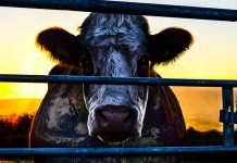 奶牛陰謀 不能說的秘密