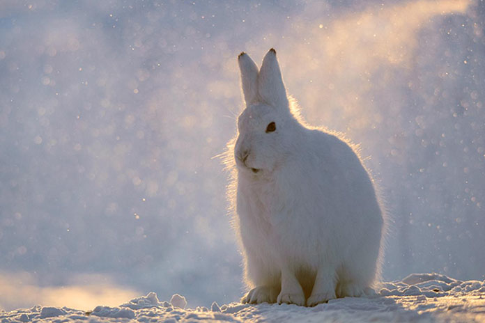 北極兔的驚天大祕密