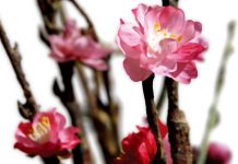 提升桃花魅力全攻略 謝沅瑾教你點破關鍵(張淯)