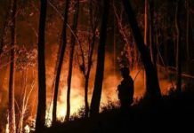 三伏天熱浪橫掃西歐 法國波爾多酒地大火肆虐