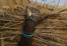 俄烏征戰全球小麥價格飆升 印度宣布即刻禁止小麥出口