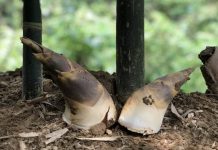 饗食好康鮮體驗 北市綠竹筍季正式起跑!