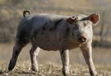 法國與中國簽豬出口協議 非洲豬瘟不再是巨大阻礙