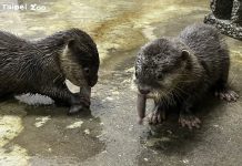 小爪水獺4胞胎穩定成長 即日起於溫帶動物區見客 圖片取材自臺北市立動物園官網
