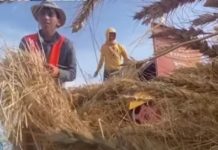 2200萬噸烏克蘭糧食出口遇阻 美官員:德國藉鐵路相助